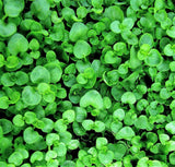 1g 27,500 BULK CORSICAN MINT Mentha Requienii Fragrant Hern Ground Cover Flower 1 Gram Seeds