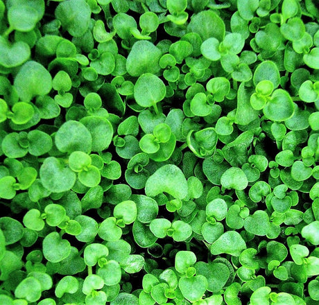 1g 27,500 BULK CORSICAN MINT Mentha Requienii Fragrant Hern Ground Cover Flower 1 Gram Seeds