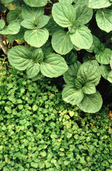 1g 27,500 BULK CORSICAN MINT Mentha Requienii Fragrant Hern Ground Cover Flower 1 Gram Seeds
