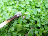 1g 27,500 BULK CORSICAN MINT Mentha Requienii Fragrant Hern Ground Cover Flower 1 Gram Seeds