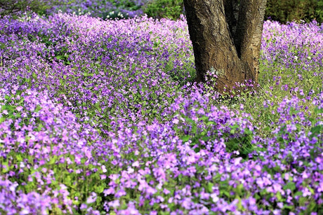 500 Purple FEBRUARY ORCHID Violet Cress Orychophragmus Violaceus 2" Flower Edible Vegetable Seeds