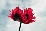 200 Organic JIMI'S FLAG POPPY Scarlet Red Electric Lavender & Deep Purple Papaver Somniferum Flower Seeds