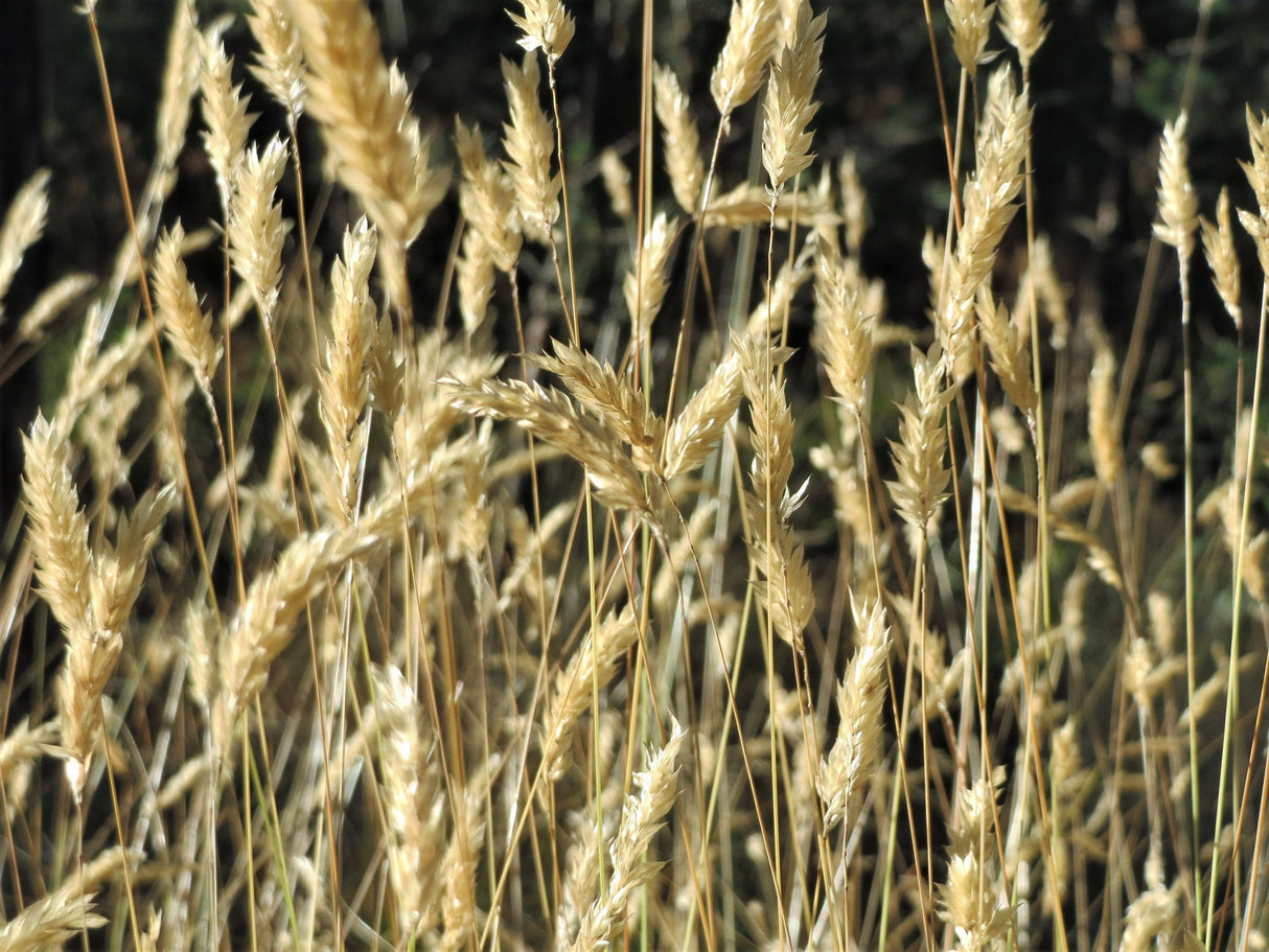 150 SWEET VERNAL GRASS Sweet Grass Vanilla Grass Anthoxanthum Odoratum Fragrant Vernalgrass Ornamental Craft Seeds
