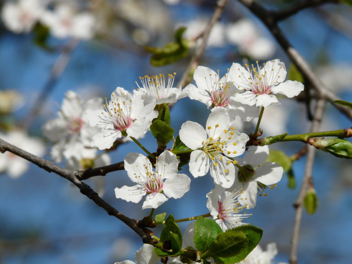 5 AMERICAN PLUM Prunus Americana Red Purple Fruit White Flower Shrub Tree Seeds