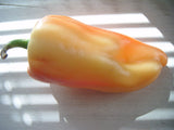 25 Organic GIANT SZEGEDI PEPPER Capsicum Annuum Hungarian Sweet Paprika / Tapered Bell White Yellow Orange Red Seeds