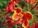 10 RED BIRD Of PARADISE Caesalpinia Pulcherrima aka Pride of Barbados, Dwarf Poinciana, Peacock Flower Seeds