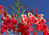 10 RED BIRD Of PARADISE Caesalpinia Pulcherrima aka Pride of Barbados, Dwarf Poinciana, Peacock Flower Seeds