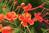 10 RED BIRD Of PARADISE Caesalpinia Pulcherrima aka Pride of Barbados, Dwarf Poinciana, Peacock Flower Seeds