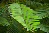 10 RED BIRD Of PARADISE Caesalpinia Pulcherrima aka Pride of Barbados, Dwarf Poinciana, Peacock Flower Seeds