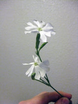 10 AFRICAN DREAM ROOT Silene Undulata Xhosa Herb White Ways Campion Flower Seeds