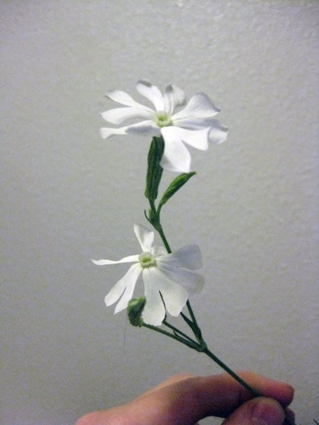 10 AFRICAN DREAM ROOT Silene Undulata Xhosa Herb White Ways Campion Flower Seeds