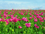 250 AFGHAN Blue POPPY Mixed Colors Papaver Somniferum Pink Purple White Flower Seeds