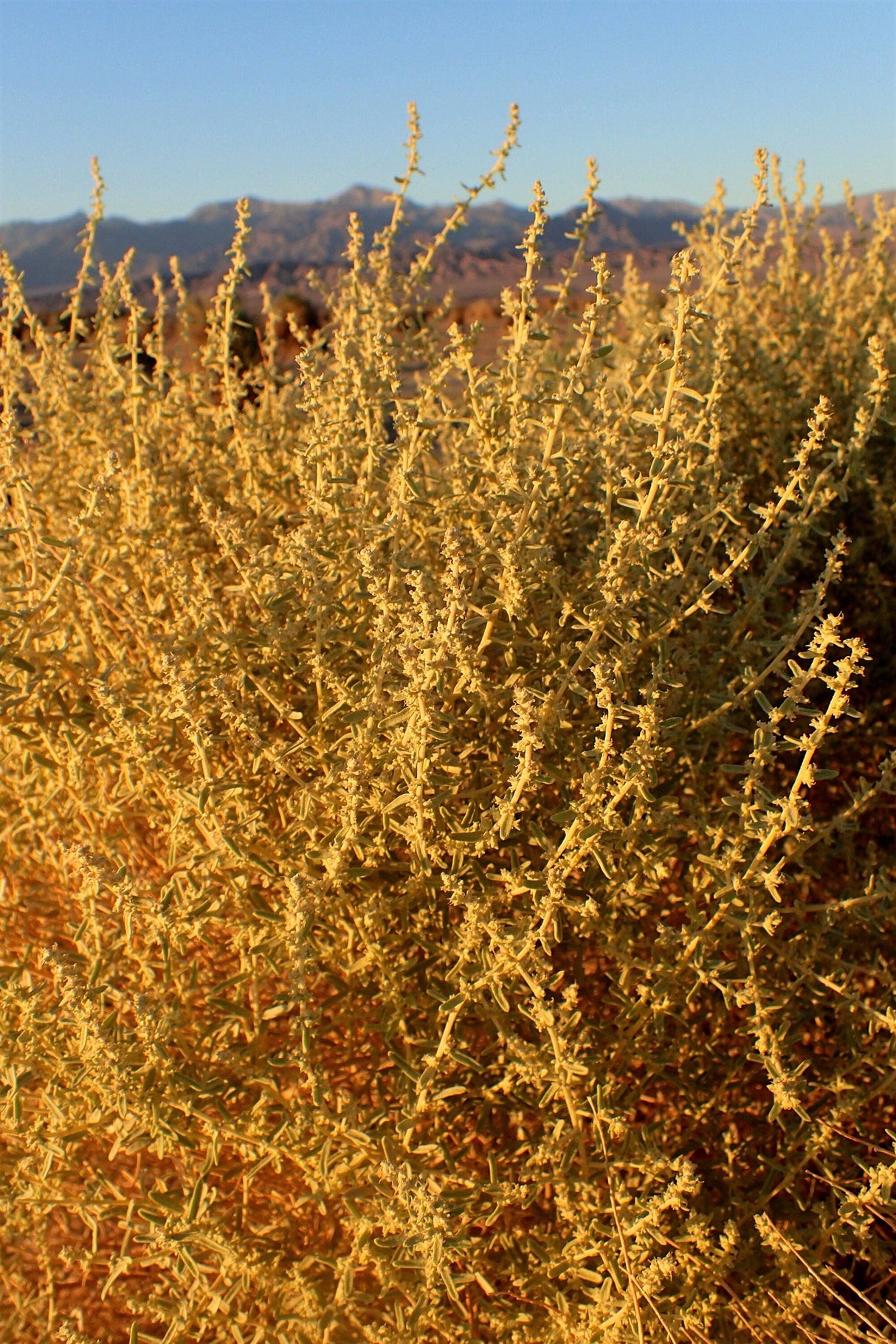 100 FOURWING SALTBRUSH Atriplex Canescens Gray Sage Brush Chamiso Desert Shrub Seeds