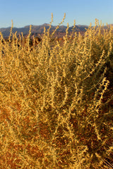 100 FOURWING SALTBRUSH Atriplex Canescens Gray Sage Brush Chamiso Desert Shrub Seeds