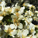 40 STANSBURY CLIFFROSE Purshia Stansburiana Cliff Rose Native Desert Shrub White & Yellow Flower Seeds