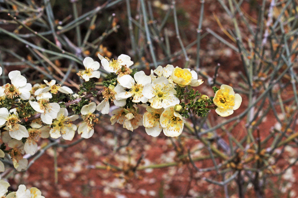 40 STANSBURY CLIFFROSE Purshia Stansburiana Cliff Rose Native Desert Shrub White & Yellow Flower Seeds