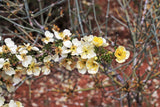 40 STANSBURY CLIFFROSE Purshia Stansburiana Cliff Rose Native Desert Shrub White & Yellow Flower Seeds
