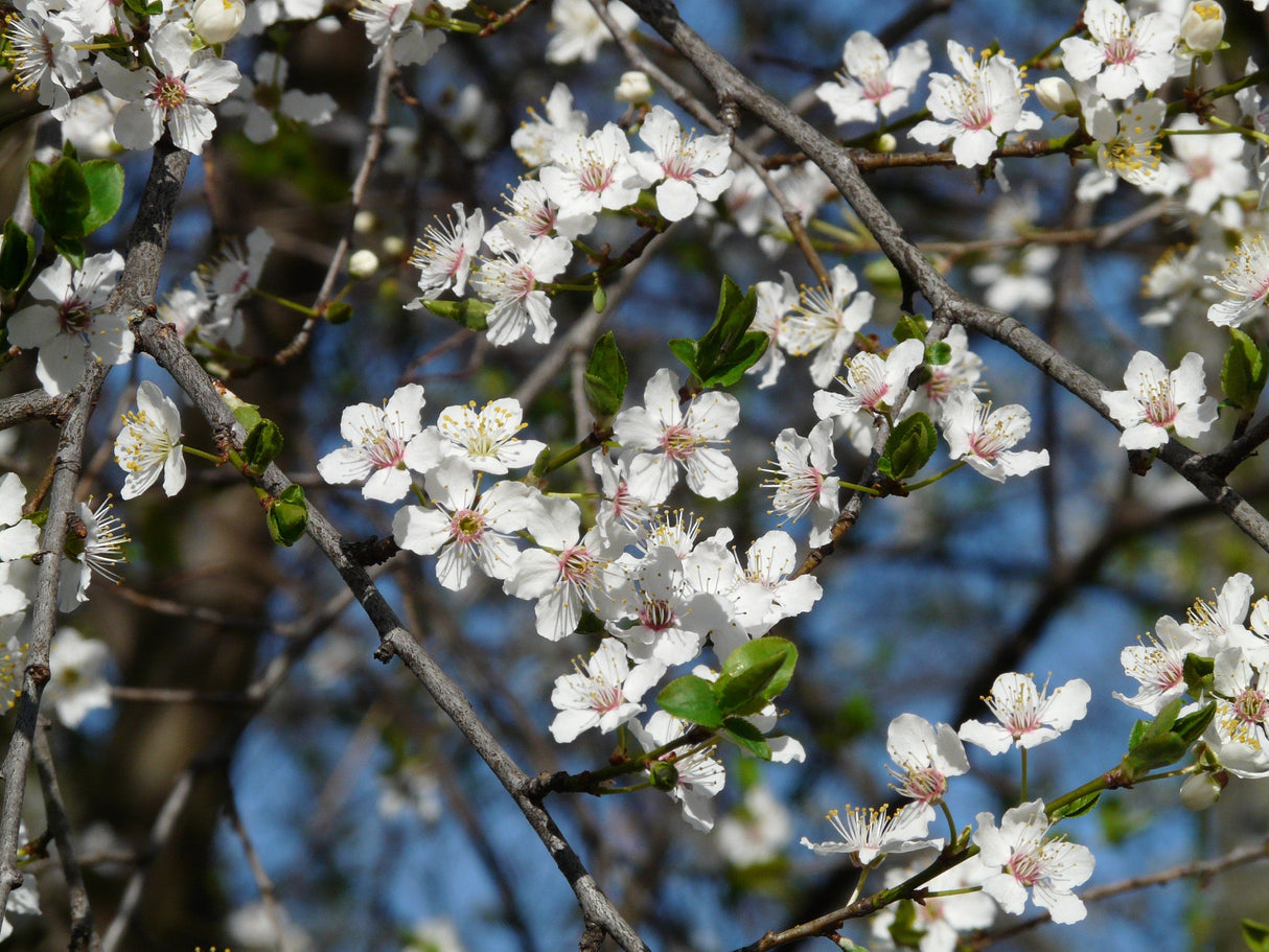 5 AMERICAN PLUM Prunus Americana Red Purple Fruit White Flower Shrub Tree Seeds