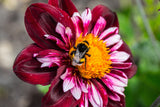 50 MIXED COLLARETTE DAHLIA Variabilis Two Tone Mix of Red Pink Purple White Yellow Maroon Peach Flower Seeds