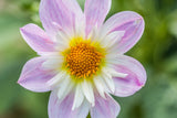 50 MIXED COLLARETTE DAHLIA Variabilis Two Tone Mix of Red Pink Purple White Yellow Maroon Peach Flower Seeds