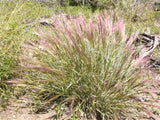 300 Bottlebrush SQUIRRELTAIL RYE GRASS Elymus Elymoides syn Sitanion Hystrix Red Plume Squirrel Tail Ornamental Seeds