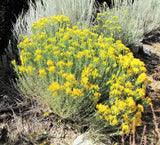 100 RUBBER RABBITBRUSH Chamisa Ericameria Nauseosa Native Desert Shrub Yellow Flower Seeds