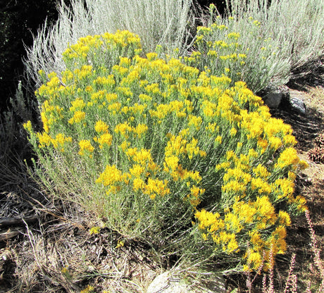 100 RUBBER RABBITBRUSH Chamisa Ericameria Nauseosa Native Desert Shrub Yellow Flower Seeds