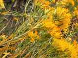 100 RUBBER RABBITBRUSH Chamisa Ericameria Nauseosa Native Desert Shrub Yellow Flower Seeds