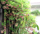 100 - 1000 Bulk CHOCOLATE VINE Edible Fruit Akebia Quinata Fragrant Flower Seeds