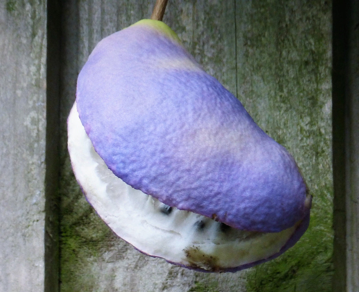 100 - 1000 Bulk CHOCOLATE VINE Edible Fruit Akebia Quinata Fragrant Flower Seeds