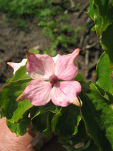 5 PINK DOGWOOD Tree Cornus Capitata Angustata Kousa Ornamental Flowering Tree Seeds