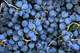 10 Purple CONCORD GRAPE Fruit Vine Vitis Labrusca White Flower Seeds
