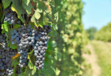 10 Purple CONCORD GRAPE Fruit Vine Vitis Labrusca White Flower Seeds