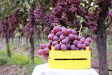 10 Giant RED GLOBE GRAPE Vitis Vinifera Fruit Vine Seeds