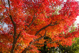 10 RED JAPANESE MAPLE Tree Bloodgood Ornamental Acer Palmatum Seeds