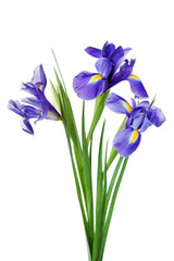 25 BLUE FLAG IRIS Versicolor ( Dry - Moist Soil ) Native Purple Yellow White Fragrant Flower Seeds