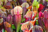 10 MIXED PITCHER PLANT Sarracenia Carnivorous Red Purple Yellow White Flower Seeds