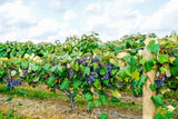 10 Purple CONCORD GRAPE Fruit Vine Vitis Labrusca White Flower Seeds