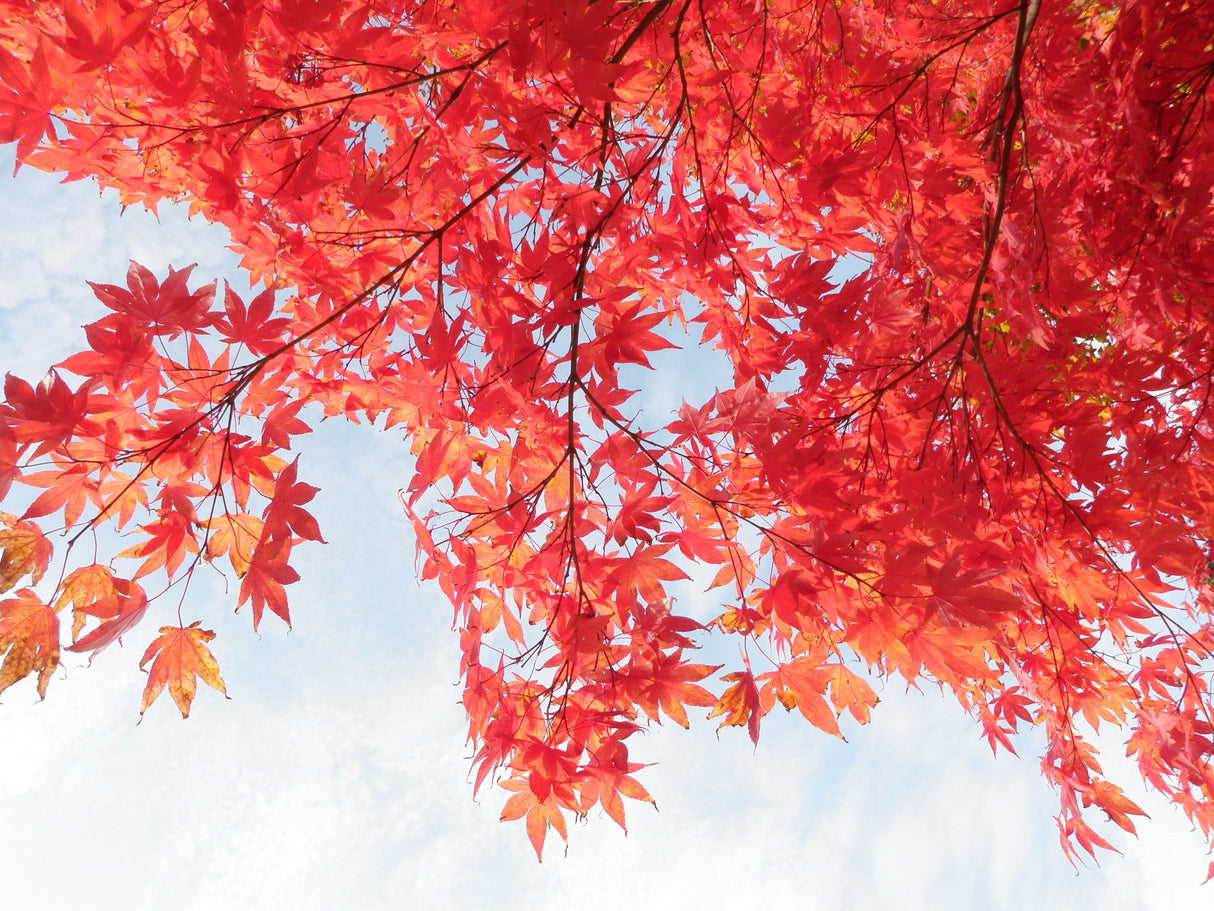 10 RED JAPANESE MAPLE Tree Bloodgood Ornamental Acer Palmatum Seeds