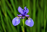 25 BLUE FLAG IRIS Versicolor ( Dry - Moist Soil ) Native Purple Yellow White Fragrant Flower Seeds