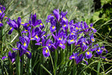 25 BLUE FLAG IRIS Versicolor ( Dry - Moist Soil ) Native Purple Yellow White Fragrant Flower Seeds