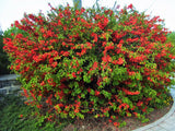 20 Red Flowering DWARF QUINCE Shrub Fruit Chaenomeles Japonica Scarlet Seeds