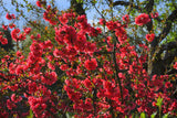 20 Red Flowering DWARF QUINCE Shrub Fruit Chaenomeles Japonica Scarlet Seeds