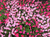50 DWARF PINK IMPATIENS Walleriana Part Sun or Full Shade Flower Seeds