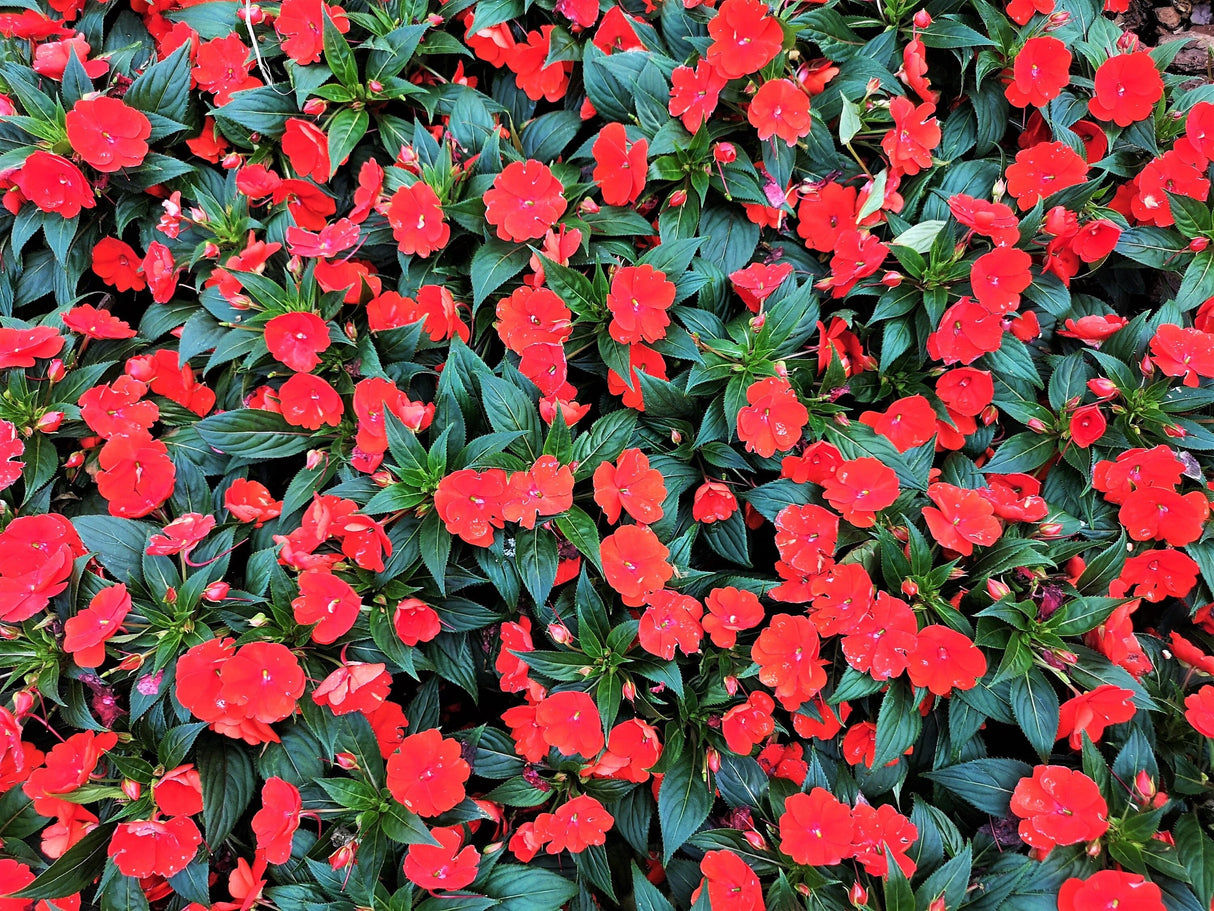 50 DWARF RED IMPATIENS Scarlet Walleriana Part Sun or Full Shade Flower Seeds