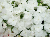 50 DWARF WHITE IMPATIENS Walleriana Part Sun or Full Shade Flower Seeds