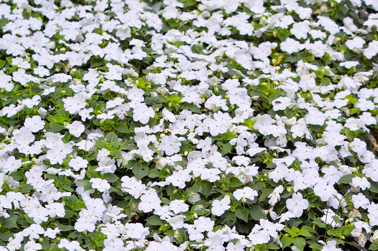 50 DWARF WHITE IMPATIENS Walleriana Part Sun or Full Shade Flower Seeds