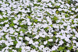 50 DWARF WHITE IMPATIENS Walleriana Part Sun or Full Shade Flower Seeds