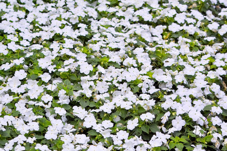 50 DWARF WHITE IMPATIENS Walleriana Part Sun or Full Shade Flower Seeds