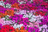 50 MIXED COLORS Dwarf IMPATIENS Walleriana Part Sun or Full Shade Red, White, Pink, Carmine, Scarlet, & Orange Flower Seeds
